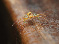 Diaea ambara