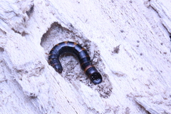 Plesiophthalmus spectabilis