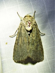 Spodoptera exigua