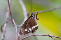 Euploea core corinna
