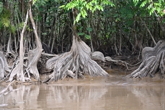 Pterocarpus officinalis