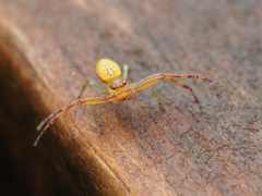 Diaea ambara