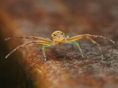 Diaea ambara