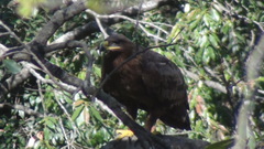 Aquila nipalensis