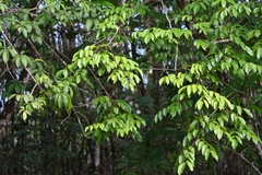 Pterocarpus officinalis