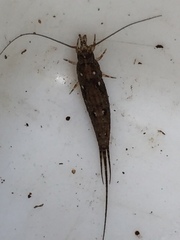 Nesomachilis