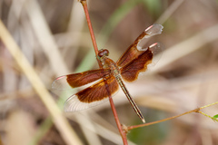 Neurothemis stigmatizans