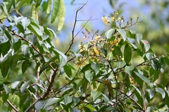 Pterocarpus officinalis