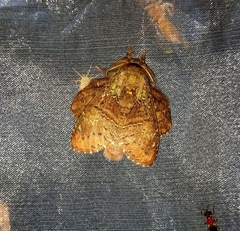 Stauropus major