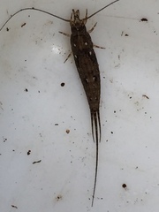 Nesomachilis