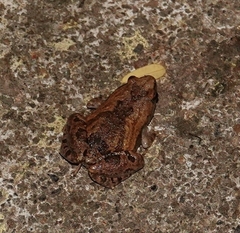 Microhyla