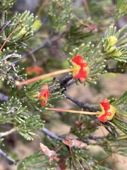 Adenanthos drummondii