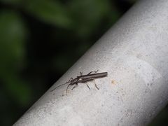 Austroperla cyrene