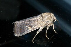 Proteuxoa