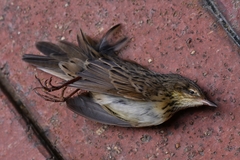 Locustella lanceolata