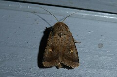 Proteuxoa tetronycha