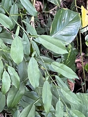 Pothos chinensis