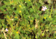 Petrorhagia nanteuilii
