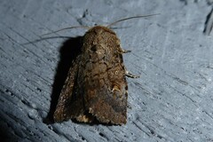 Proteuxoa tetronycha