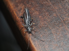 Austroperla cyrene