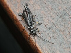 Austroperla cyrene