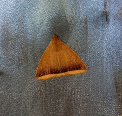 Simplicia schaldusalis