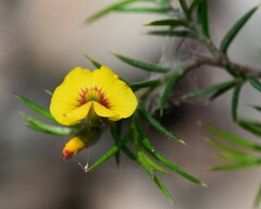 Dillwynia sieberi