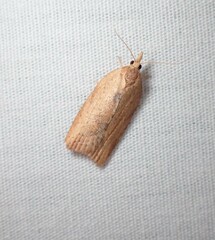 Epiphyas postvittana