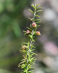 Dillwynia sieberi