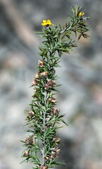 Dillwynia sieberi