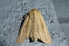 Ichneutica semivittata