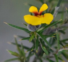 Dillwynia sieberi