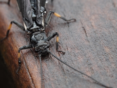 Austroperla cyrene