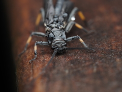 Austroperla cyrene