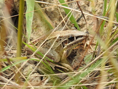 Litoria nasuta