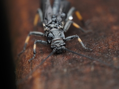 Austroperla cyrene