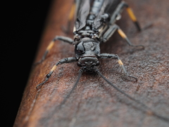 Austroperla cyrene