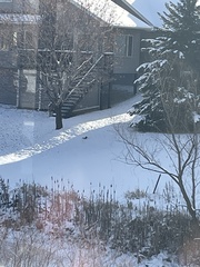 Sciurus carolinensis