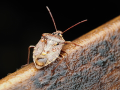 Cermatulus nasalis