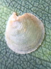 Creiis lituratus