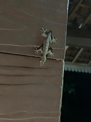 Hemidactylus frenatus