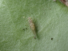Trichopsocus