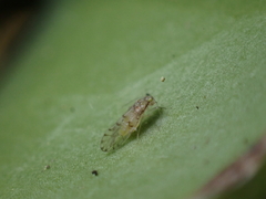 Trichopsocus