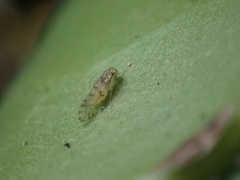 Trichopsocus