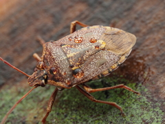 Cermatulus nasalis