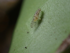 Trichopsocus