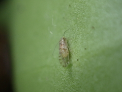 Trichopsocus