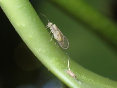 Trichopsocus