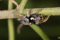 Phidippus arizonensis