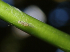 Trichopsocus